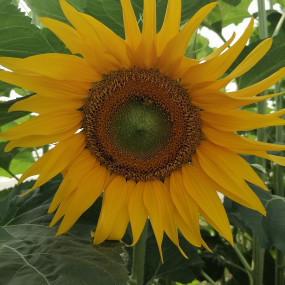 Sunflower Ribeyrolles
