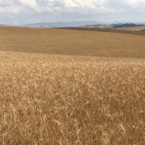 Wheat Khorasan - Organic Seeds