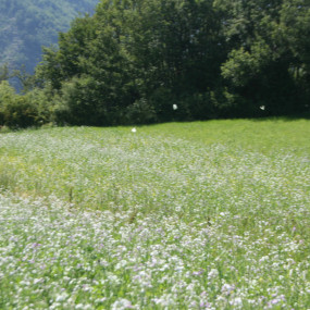 Grano Saraceno - 20 Kg - Arcoiris sementi biologiche
