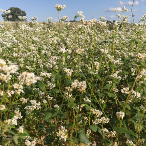 Buckwheat - Arcoiris organic seeds for bees