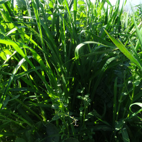 Humoplus Vigneto miscela - Arcoiris organic seeds