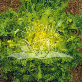 Endive curl a Cuor D'oro - Arcoiris organic seeds