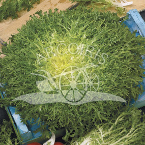 Endive Scarola Batavia Maraichere - Arcoiris organic seeds