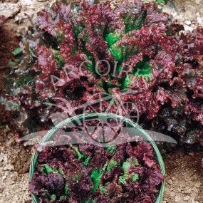 Leaf lettuce foglia riccia da taglio (o biscia rossa) g 25 - Arcoiris organic and biodynamic seeds
