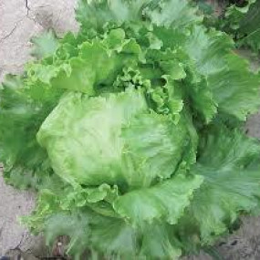Lettuce Signorella - Organic Seeds