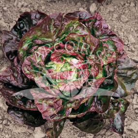 Lettuce Red of the Four Seasons - Organic Seeds