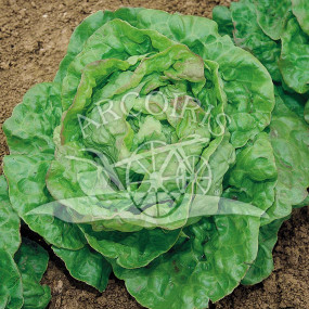 Lettuce Queen of May - Organic Seeds