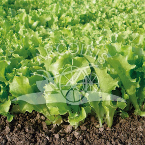 Lettuce Bionda a Foglia Riccia - Organic Seeds