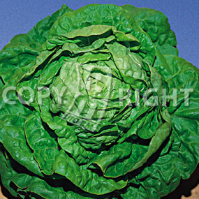 Lettuce Summer Kagraner - Organic Seeds