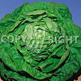 Lettuce Summer Kagraner - Organic Seeds