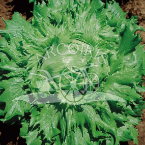 Lettuce Iceberg Ice Queen - Organic Seeds
