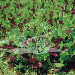 Lattuga in misticanza 250 g - Arcoiris sementi biologiche