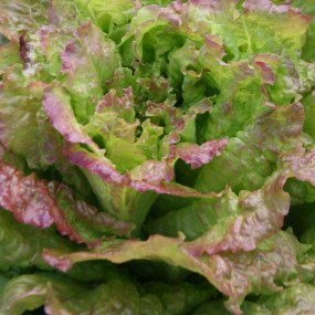 Lettuce Red of Trent - Organic Seeds