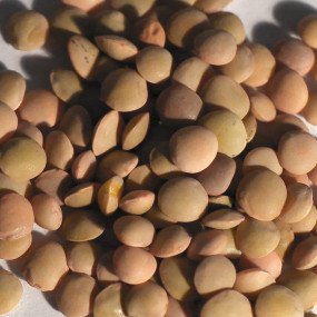 Lenticchia multicolore 1Kg - Arcoiris sementi biologiche