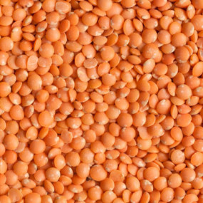 Red Lentil - Organic seeds(2)