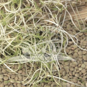 Green Lentil - Organic Seeds