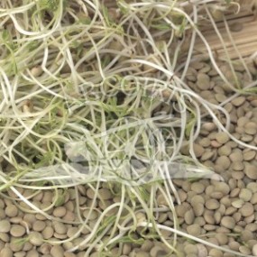 Green Lentil 1 Kg - Organic and biodynamic seeds