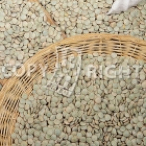 Green Lentil - Organic seeds