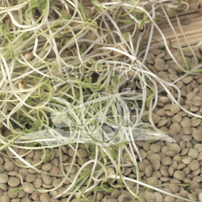 Green Lentil - Organic seeds