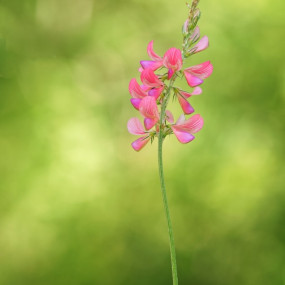 Lupinella 1Kg - Arcoiris sementi biologiche