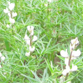 Lupino bianco Rumba  (Lupinus Angustifolius) 100 kg - Arcoiris sementi biologiche