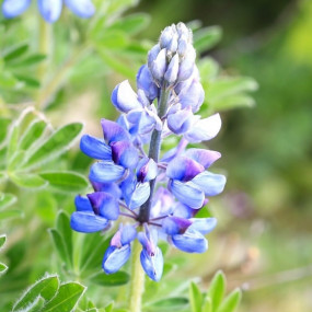 Lupino Blu (Lupinus Angustifolius) 60 kg - Arcoiris sementi biologiche