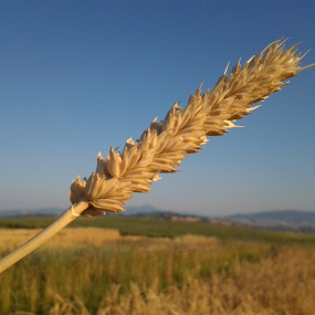 Bread Wheat Mara - Arcoiris organic seeds