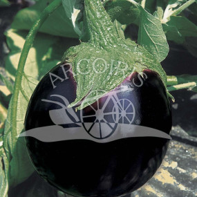 Eggplant Black Beauty - Arcoiris organic seeds