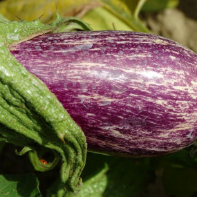 Eggplant listada de Gandia - Arcoiris organic seeds