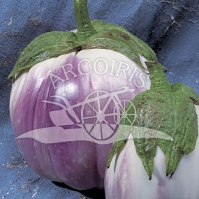 Eggplant tonda bianca sfumata di rosa - 2000 seeds - Arcoiris organic and biodynamic seeds