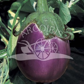 Eggplant purple from Firenze 500 seeds - Arcoiris organic and biodynamic seeds