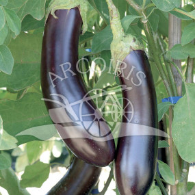 Eggplant Violetta lunga di Rimini - Arcoiris organic seeds
