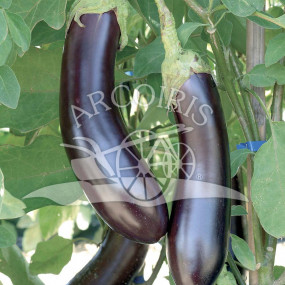 Eggplant Violetta lunga di Rimini - Organic Seeds