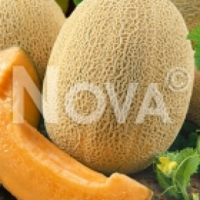 Melon Ananas - Organic Seeds