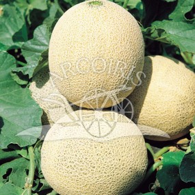 Melone Arancino - 300 semi - sementi da agricoltura biologica e/o biodinamica