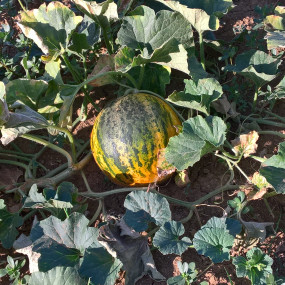 Melone banana di Lentigione 1 kg - Arcoiris sementi biologiche