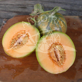 Melon Cantalupo Charentais - Organic Seeds
