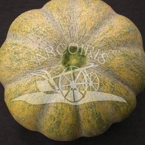 Melon Moscatello - 300 seeds - organic and biodynamic seeds