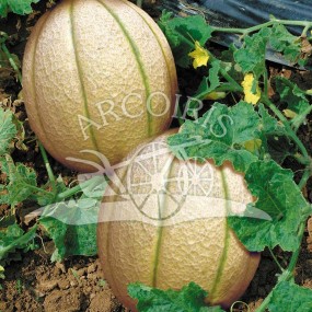 Melon Retato degli Ortolani 10 g - Arcoiris semences biologiques et biodynamiques