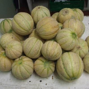 Melone retato Ramparino 10 g-  Arcoiris sementi biologiche