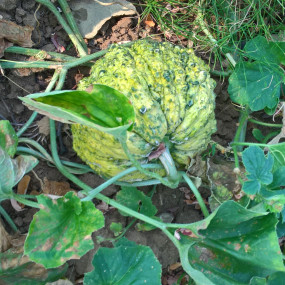 Melone Rospo o Zatta 10 g - Arcoiris sementi biologiche e biodinamiche