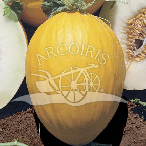 Melon rugoso di Cosenza giallo 10 g - Arcoiris organic seeds