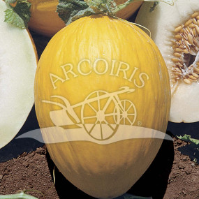 Melone rugoso di Cosenza giallo 500 g- Arcoiris sementi biologiche