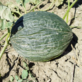 Melon Green Tendral - Organic Seeds