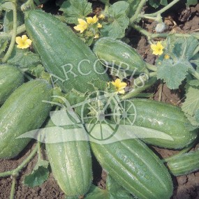 Melon Tortarello - Arcoiris organic and biodynamic seeds
