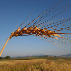 Common Wheat Mentana 25 kg - Arcoiris organic and biodynamic seeds