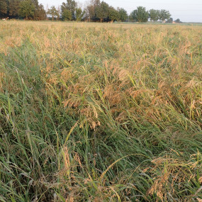 Miglio biondo varietà Unikum 200 Kg - Arcoiris sementi biologiche