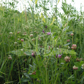 Miscela da sovescio e mellifera Multifloreale 10 kg - Arcoiris sementi biologiche