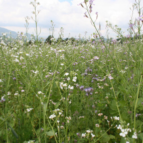 Miscela da sovescio Nove 1 kg - Arcoiris sementi biologiche