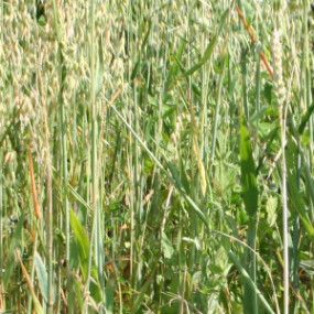 Miscela da Sovescio perenne Otto  30 kg - Arcoiris sementi biologiche